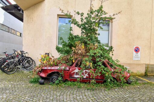 verwachsener Saab in Aarau